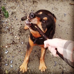 If you don't have room in your backyard to play fetch, Pierce County's many dog parks offer acres upon acres of open spaces for dogs to play.