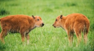 Bison calves, Northwest Trek.