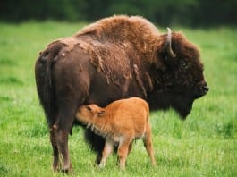 Bison calves, Northwest Trek.