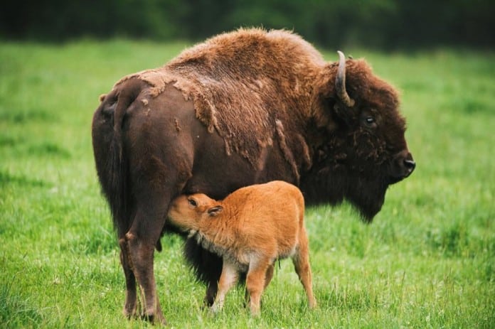 Bison calves, Northwest Trek.