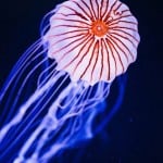 point defiance zoo and aquarium jellyfish