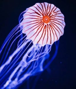 point defiance zoo and aquarium jellyfish