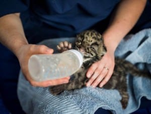 An endangered clouded leopard cub is bottle fed by a zookeeper at Point Defiance Zoo & Aquarium. The cubs are being hand-raised by zookeepers to ensure their health, growth and development. Ingrid Barrentine/Point Defiance Zoo & Aquarium.