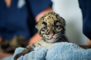 One of four rare clouded leopard cubs born at Point Defiance Zoo & Aquarium May 12 poses for a portrait on Wednesday, June 3. Ingrid Barrentine/Point Defiance Zoo & Aquarium.