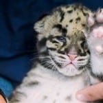 clouded leopard featured