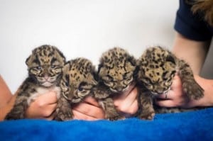 Clouded leopard quadruplets are just 3 weeks old in this photo, taken on Wednesday, June 3. They were born May 12 at Point Defiance Zoo & Aquarium. Ingrid Barrentine/Point Defiance Zoo & Aquarium.