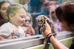 Senior Staff Biologist Maureen O’Keefe shows one of the month-old clouded leopard quadruplets to visitors standing outside the Cub Den.