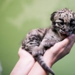 pdza clouded leopard cubs 10