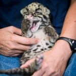 pdza clouded leopard cubs 11