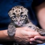 pdza clouded leopard cubs 12