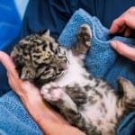 pdza clouded leopard cubs 13