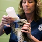 pdza clouded leopard cubs 2