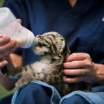 pdza clouded leopard cubs 3