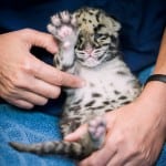 pdza clouded leopard cubs 5