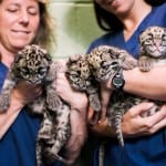pdza clouded leopard cubs 8