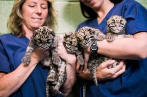 pdza clouded leopard cubs 8