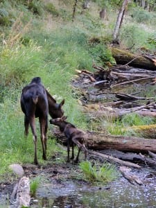 moose calf northwest trek