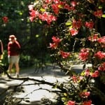 point defiance rhododendron garden