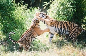 tiger cubs 3tiger cubs point defiance zoo and aquarium