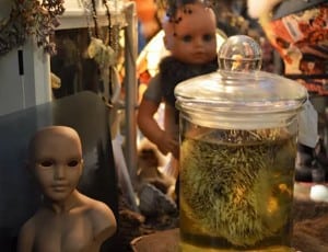 From snakes and sheep to hedgehogs and even a marmoset monkey, Mishele has curated an impressive collection of preserved specimens.