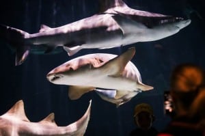 Sharks! Extravaganza @ Point Defiance Zoo & Aquarium | Tacoma | Washington | United States