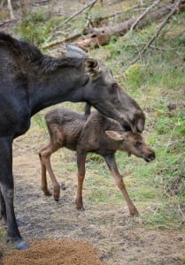 northwest trek wildlif park moose