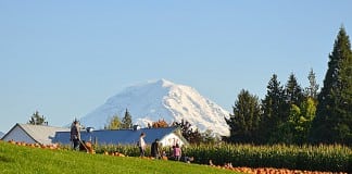 tacoma pumpkin patch