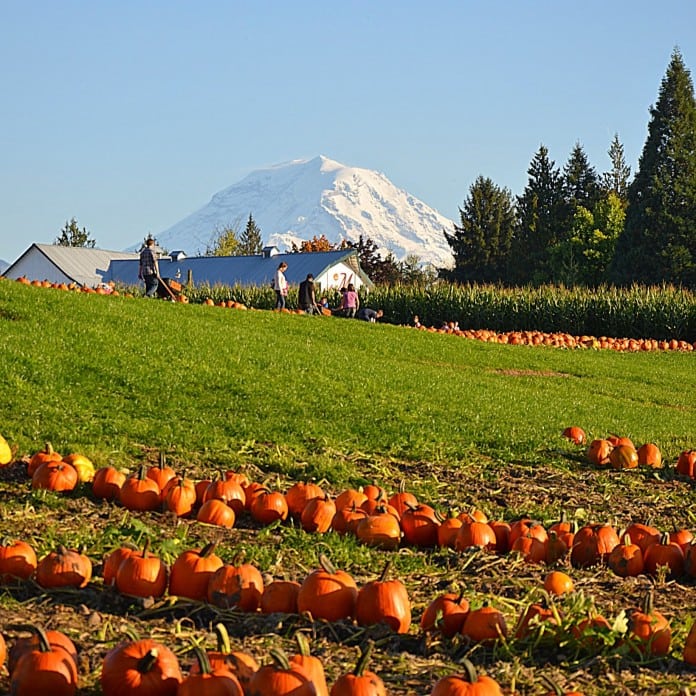 tacoma pumpkin patch