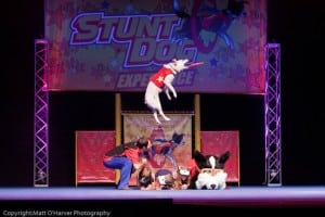 High-flying tricks are just one of the amazing skills you'll see from Chris Perondi's Stunt Dogs. Photo courtesy: The Washington Center for the Performing Arts.