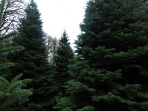 Pierce County Christmas tree farms