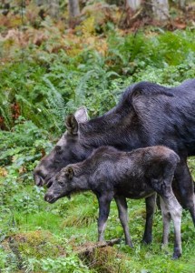 All of the food donations collected at the wildlife park’s Main Gate during this month of Thanksgiving will benefit the Emergency Food Network. Photo courtesy: Northwest Trek and Wildlife Park.