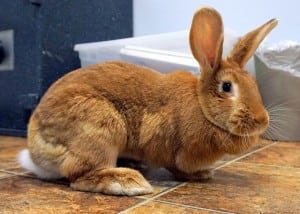 For first-time bun owners, Ruby is a perfect fit. Photo courtesy: Humane Society for Tacoma and Pierce County.