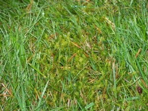 Spring-Green Lawn Care