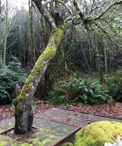 Concerned about moss growth in other parts of your yard? Mike Bell says moss growth on bark and branches won’t harm the health of your trees.
