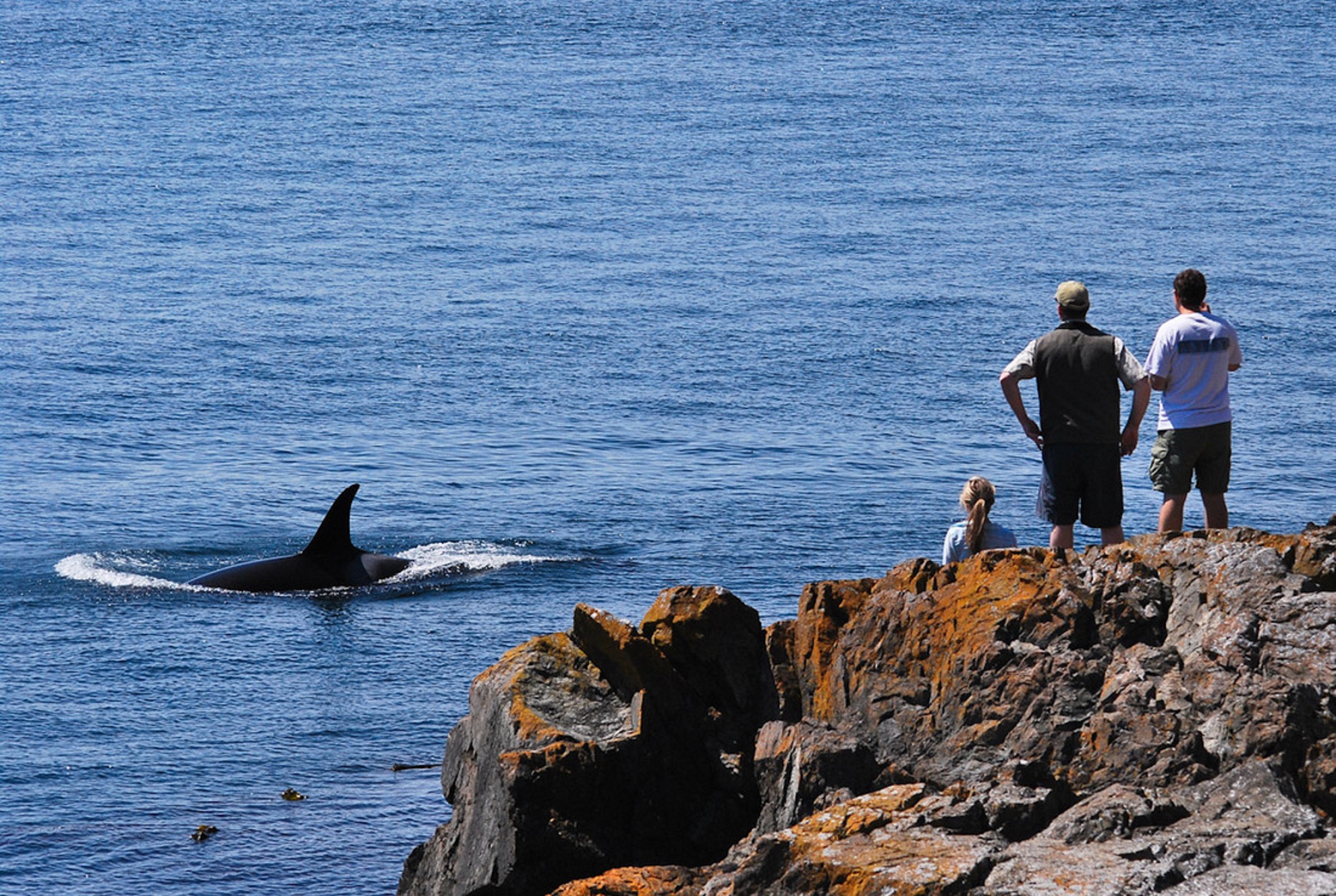 whale watching tours washington coast