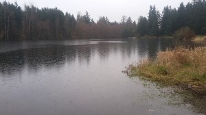 upclose of the water at Bradley Lake