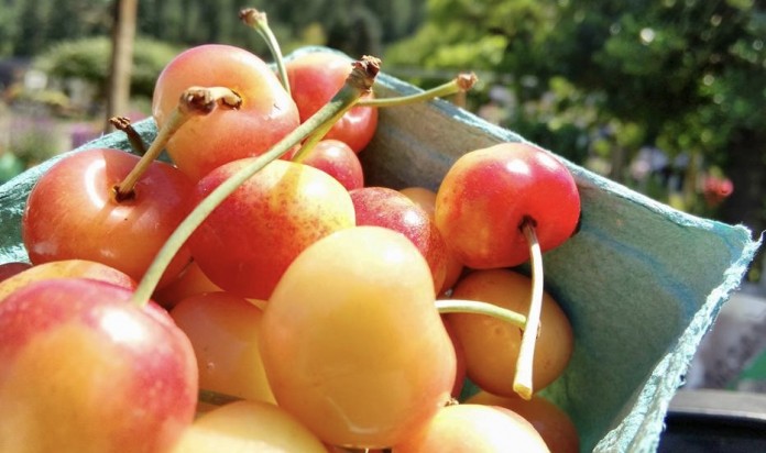 farmers market cherries