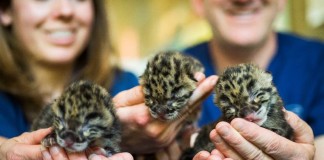 Point Defiance Zoo and Aquarium clouded leopard cubs
