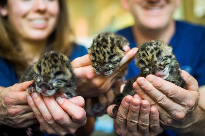 Point Defiance Zoo and Aquarium clouded leopard cubs Point Defiance Zoo and Aquarium clouded leopard cubs