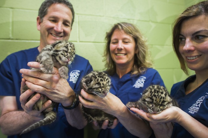 Andy Goldfarb Point Defiance Zoo Biologist Clouded Leopard Cubs