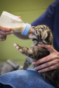 Clouded Leopard Cubs