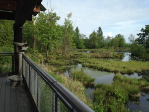 Nisqually Wildlife Refuge