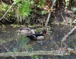 Birders won’t leave disappointed – this wood duck is one of over 200 species of birds that either visit the refuge seasonally or live here year-round.