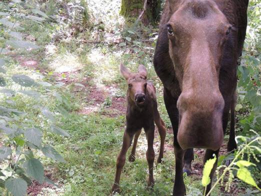 Moose Calf Born Sunday at Northwest Trek Wildlife Park