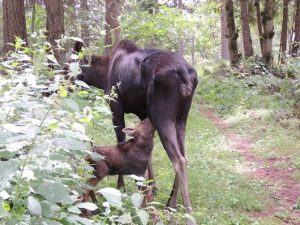 Northwest Trek Moose Calf