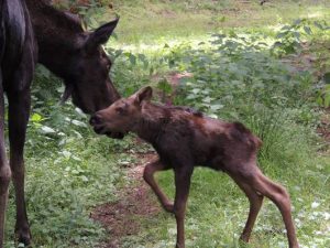 Northwest Trek Moose Calf