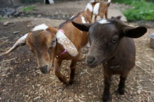 Chantilly Farms Baby Goats