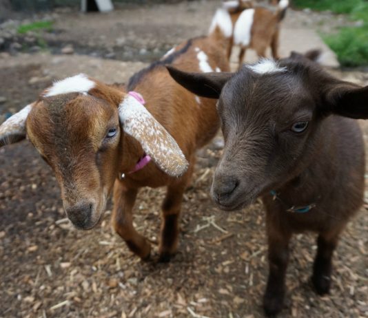 Chantilly Farms Baby Goats