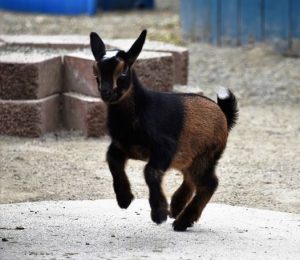 Nigerian Dwarf Goats