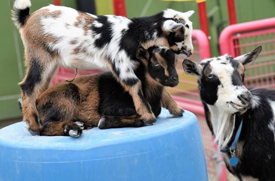 point defiance zoo and aquarium nigerian dwarf goats Nigerian Dwarf Goats